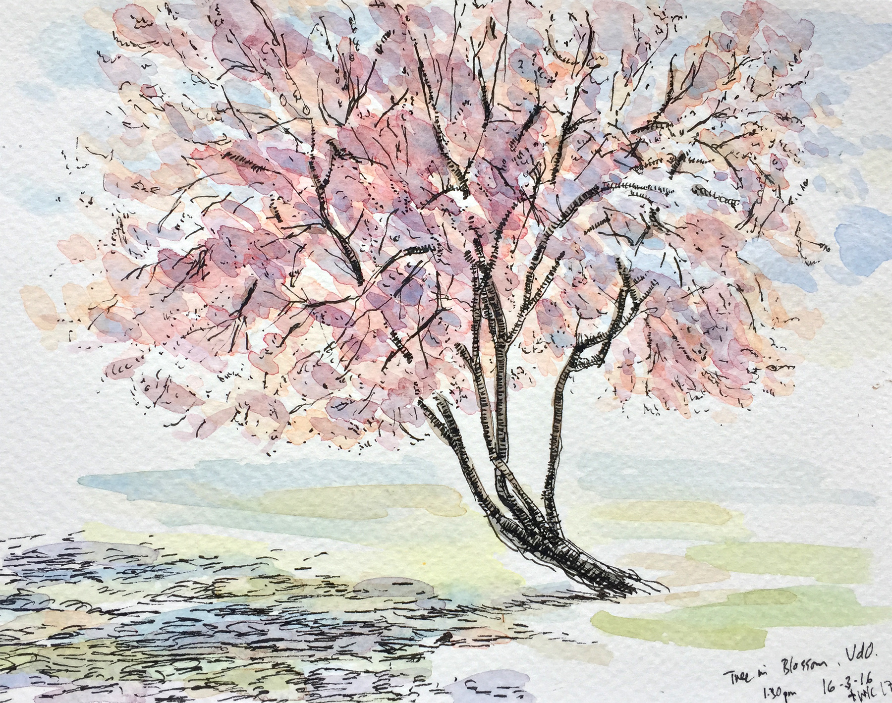 Tree in Blossom Study (2016)